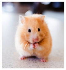 hamster