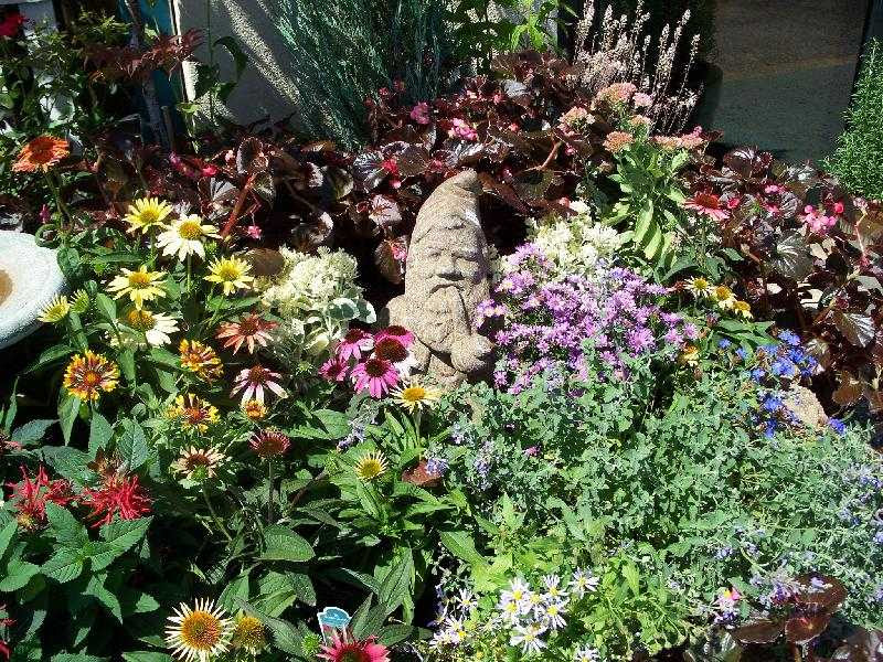Perennial Gnome