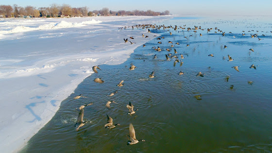 Lake Winnebago half-covered in ice with a small flock of geese flying over it.