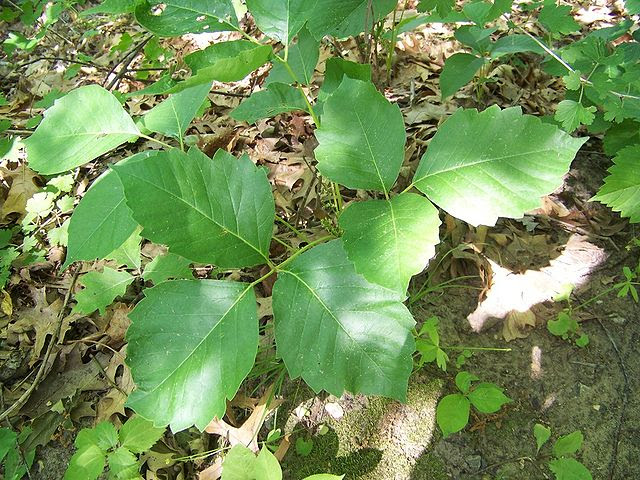 Poison_Ivy_in_Perrot_State_Park