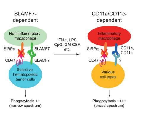 Increasing the capacity of the immune system to kill cancer cells