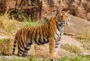 tiger | wild animals name in english hindi