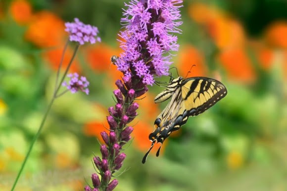 Easter tiger swallowtail butterfly on blooming blazing star