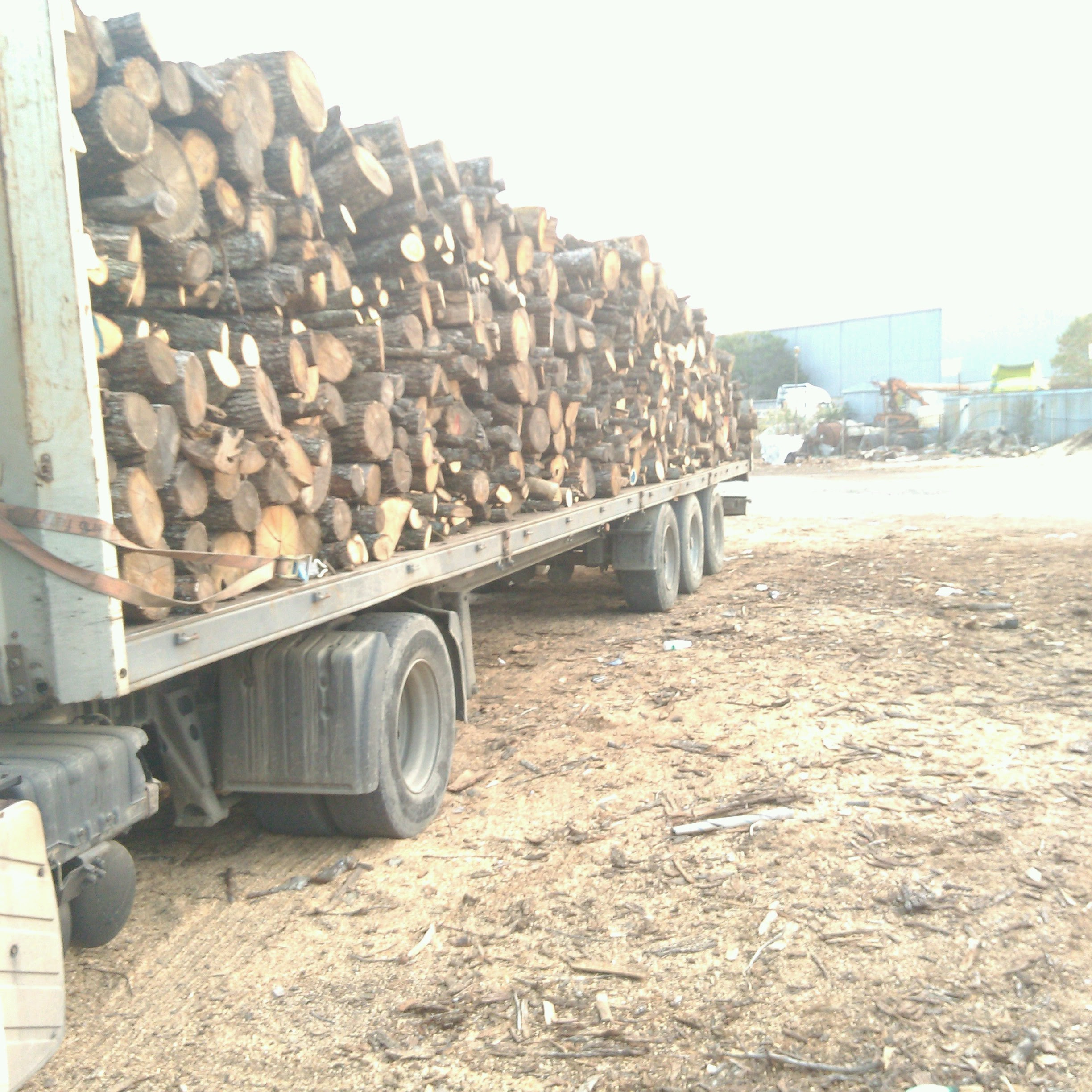 Firewood from bulgaria oak , ash , beech , hornbeam , cherry hardwood , birch , acacia , alder, olive