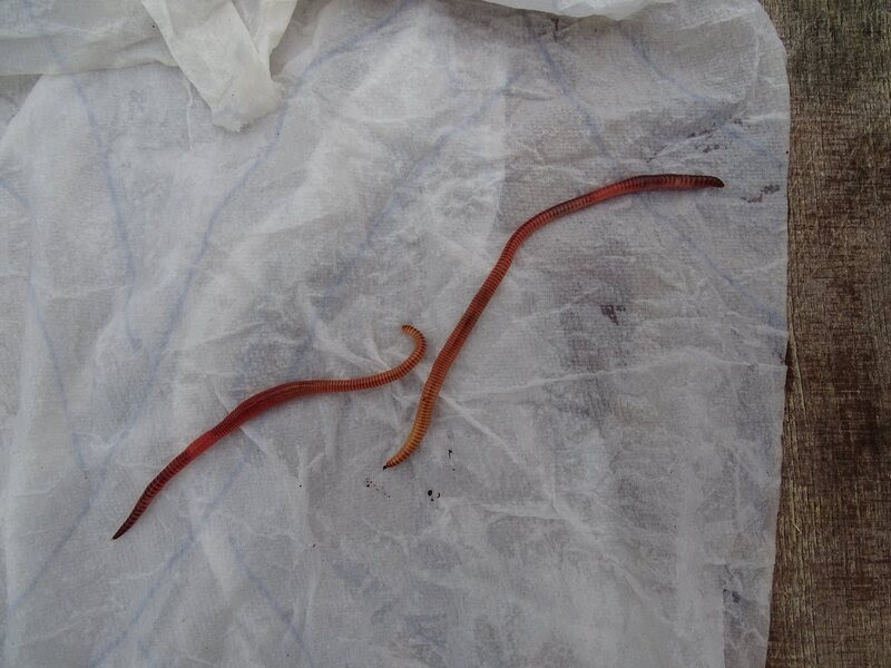 A couple of worm pioneers, photographed just before the experiment began.