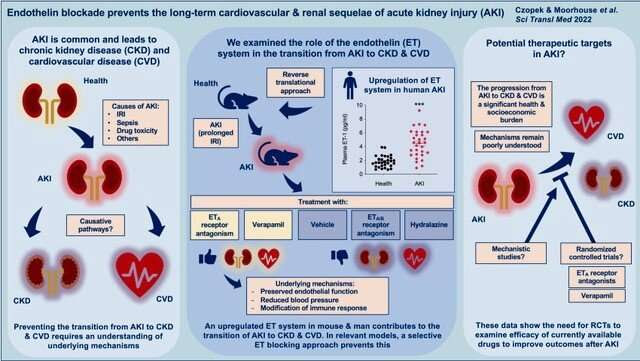 Drug discovery offers potential treatment for common kidney disease