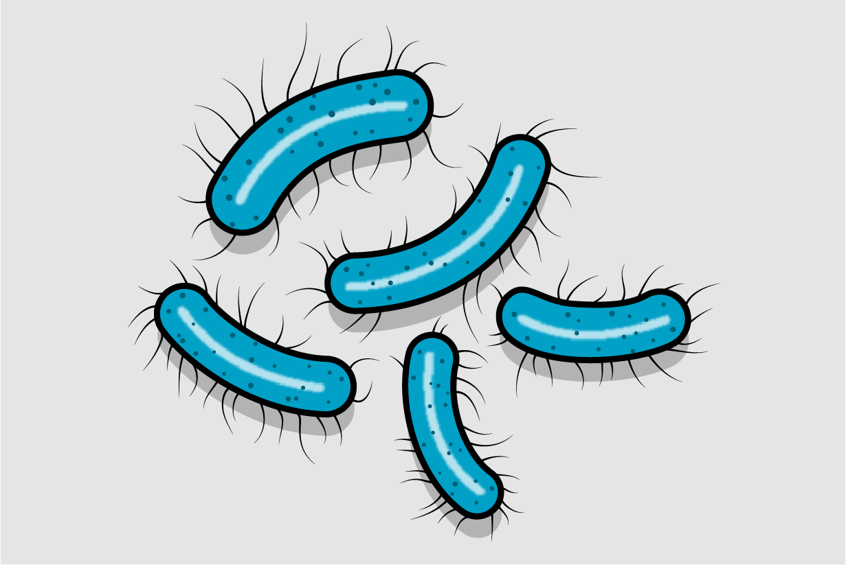 Illustration of E. coli bacteria.
