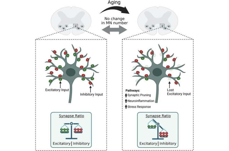 Old motor neurons don't die, scientists discover—they just slow down