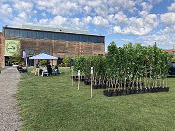 trees lined up during giveaway event at Outdoor Adventure Center