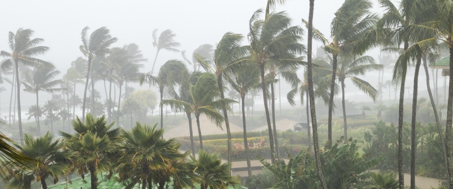 Picture of winds blowing against palm trees on a beach