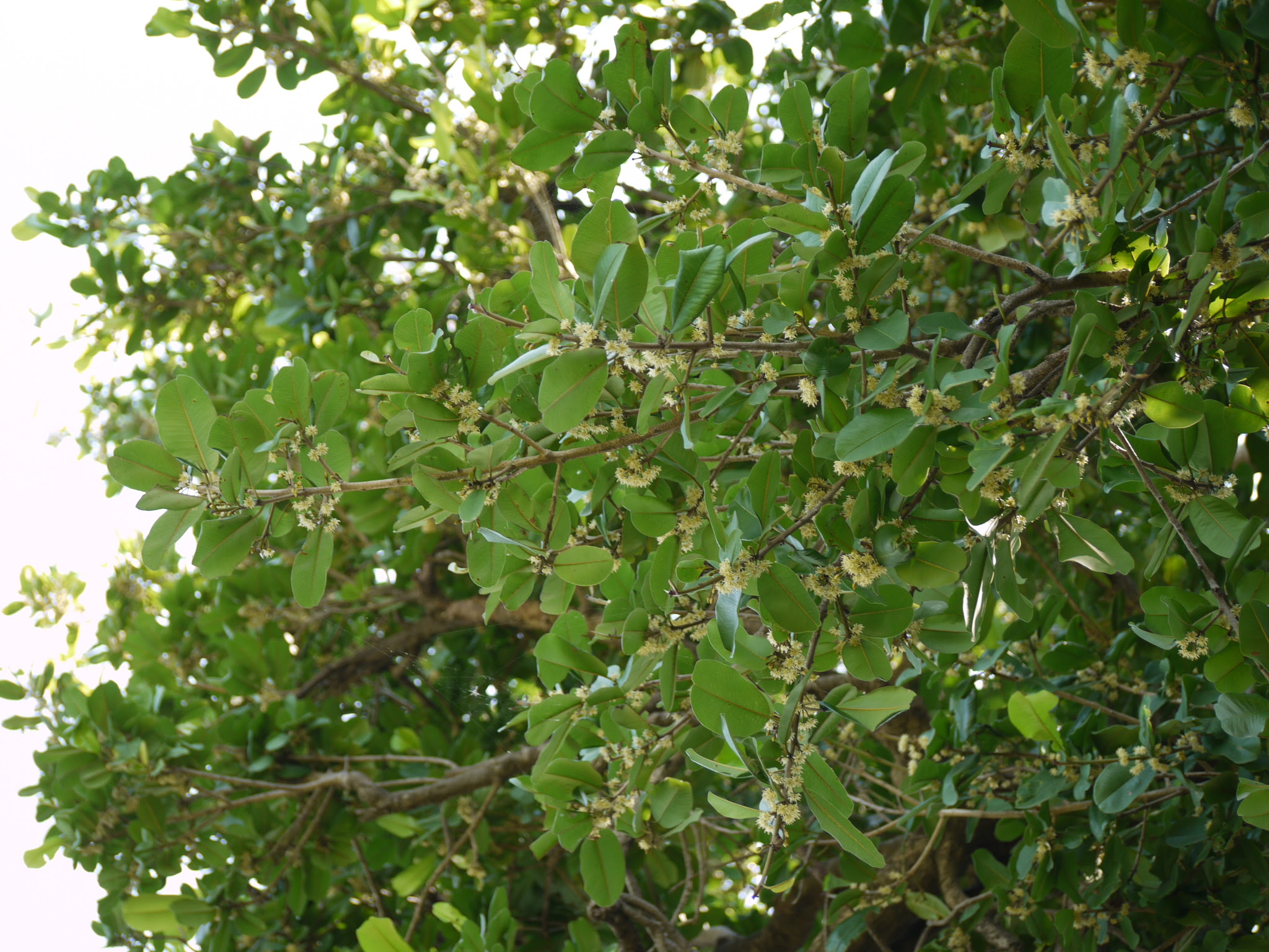Manilkara hexandra (Roxb.) Dubard