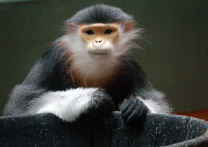 File:Red-shanked Douc at the Philadelphia 
Zoo.jpg