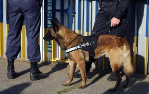 Laundrie Now Missing One Month K9 Unit Called In