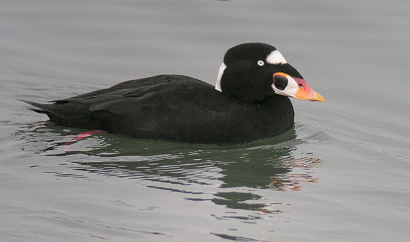 File:Surf Scoter - Arrowhead Marsh Oakland CA.jpg