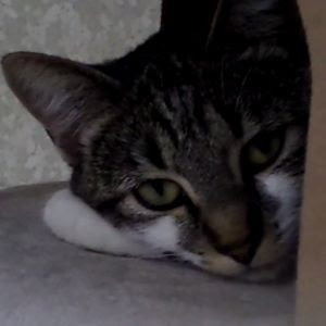 bc_spca bc_spca