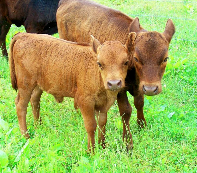 cow dairy grazing calf livestock