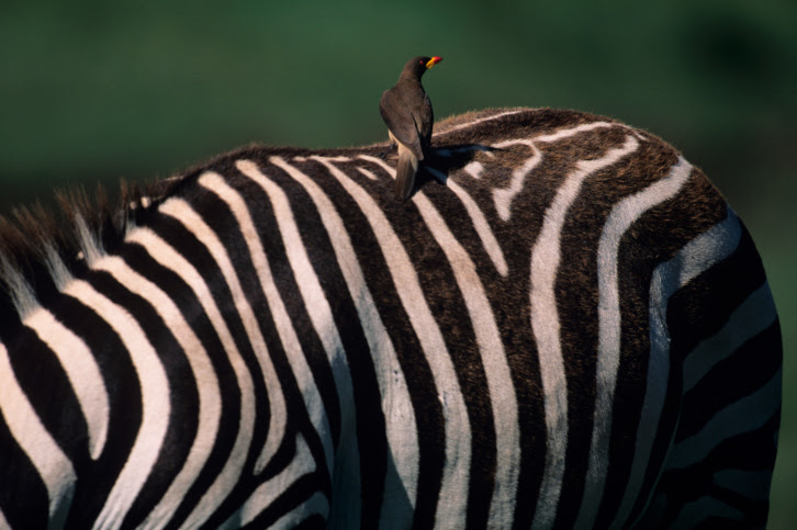 A zebra with a bird on top