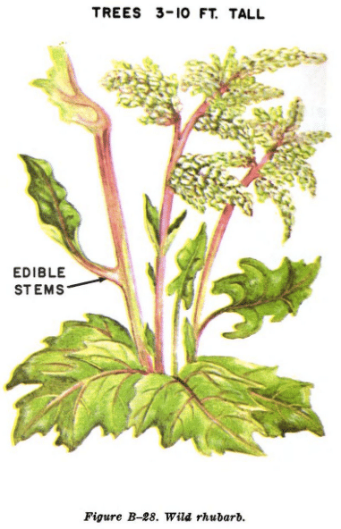 wild rhubarb illustration edible plants