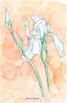 White Iris - Posted on Friday, November 14, 2014 by Leslie Reid Brasher