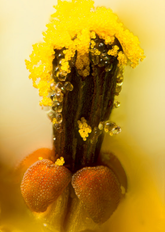 Macro view of a single disk floret showing corolla petals, anther tube and yellow pollen