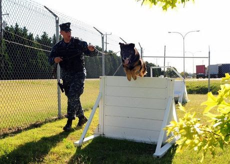 Chó nghiệp vụ của đặc nhiệm SEAL được luyện thế nào?