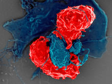 T-regulatory and antigen-presenting cells interacting