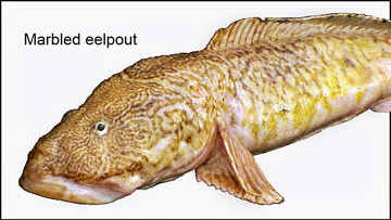 Marbled eelpout illustration