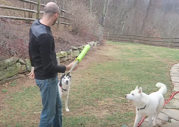 Check Out These 7 Dog Gadgets Tested by CrazyRussianHacker (Video)