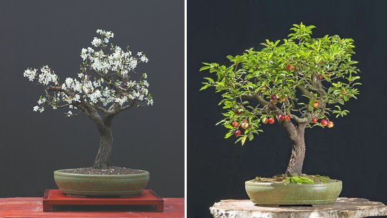 Những cây bonsai đẹp nhất của Nhật Bản Dd088f13-dc8f-4180-b3dc-fde658b439f7