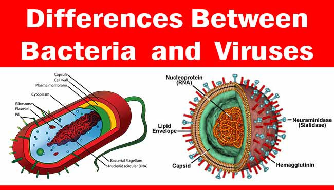 Image result for virus vs bacteria