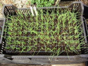 Onion seedlings in a module tray, sitting on tray of compost