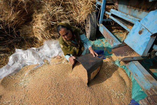 Processing wheat harvested on the outskirts of Jammu, in the Indian-controlled part of Kashmir. A heat wave in South Asia has withered crops.