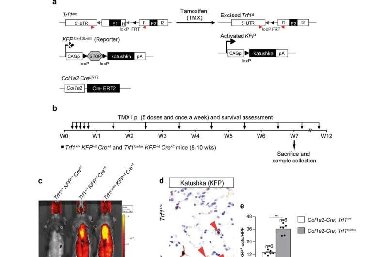 Treatment of pulmonary fibrosis should focus on the telomeres of the cells that regenerate the lungs, according to a new study b