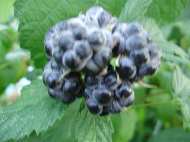 Raspberry Black Jewel