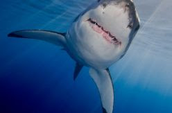 EN FOTOS | El mayor peligro para los fotógrafos submarinos no es el tiburón, ahora es el plástico