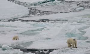 Арктика — один из самых быстро теплеющих регионов мира