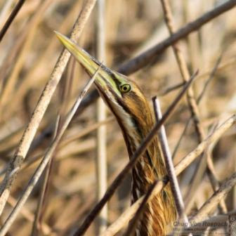 American Bittern © Chuq Von Rospach (Creative Commons Attribution License)