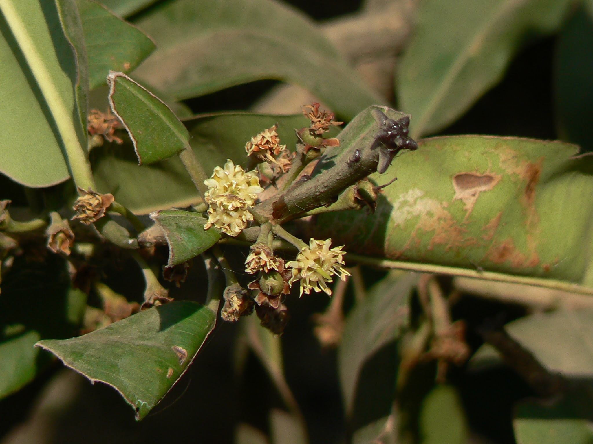 Manilkara hexandra (Roxb.) Dubard