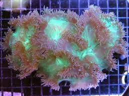 Elegance Coral: Green - Australia