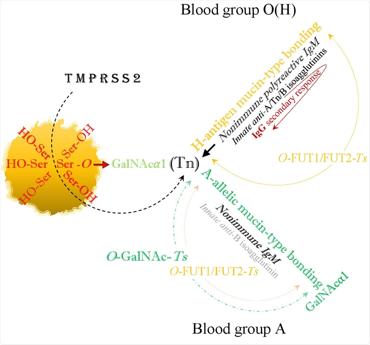 The viral SARS-CoV-2 serine residues, mobilized by host’s TMPRSS2, highjack the host’s GalNAc metabolism and both blood group O(H) and blood group A are identically infected via blood group independent, trans-species intermediate O-GalNAc-Ser (Tn) glycosylation.