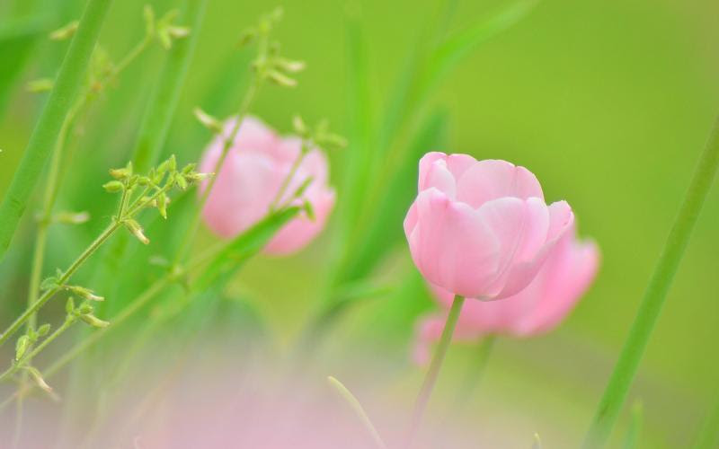 http://freehdw.com/images/800/nature-landscapes_widewallpaper_pink-flowers_5390.jpg