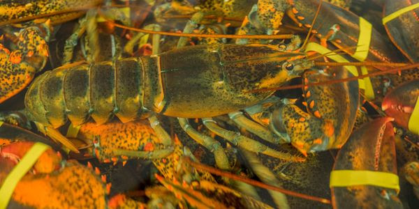 A close-up shot of lobsters in a tank