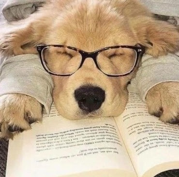 read-dog-sleep