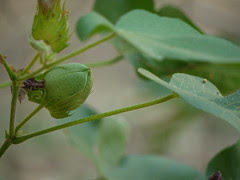 Kaarppaasam (Malayalam: കാര്‍പ്പാസം)