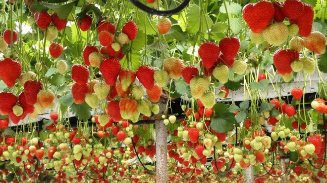 Trái cây nhiều quá thấy mê luôn... Vuon-cay-21-1500022527410