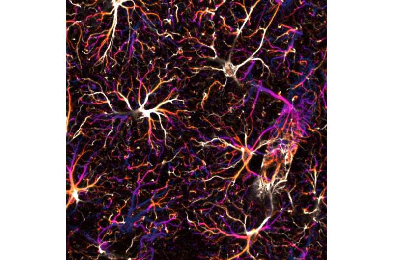 Astrocyte networks in the mouse brain control spatial learning and memory