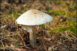 The figure above is a photograph of an Amanita phalloides mushroom.