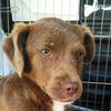 Dattero & Nocciolina taglie piccole in adozione 0