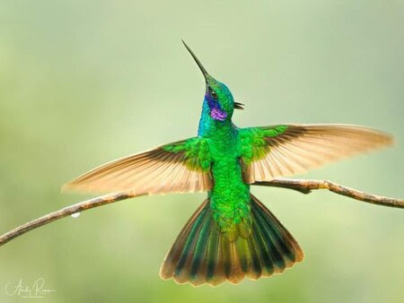 Hummingbird-Green-wings-spread