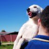 Bianca, piccola e buona labradorina in miniatura 0